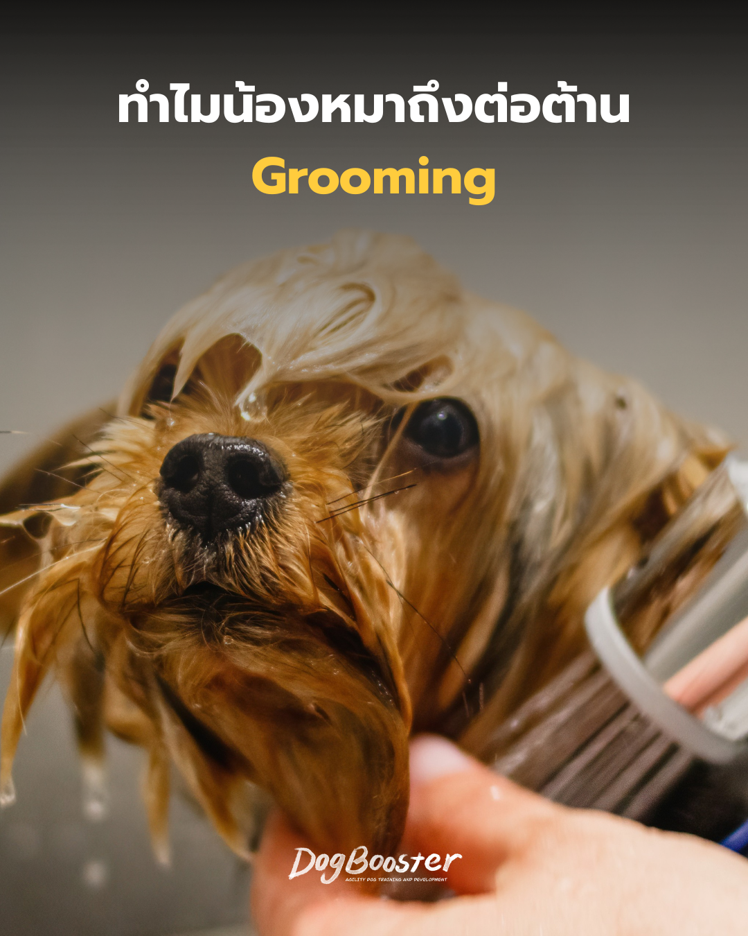สุนัขหลบมุมเมื่อเห็นอุปกรณ์อาบน้ำตัดขน