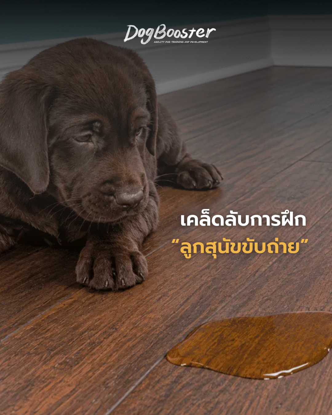ฝึกขับถ่ายลูกสุนัข housetraining