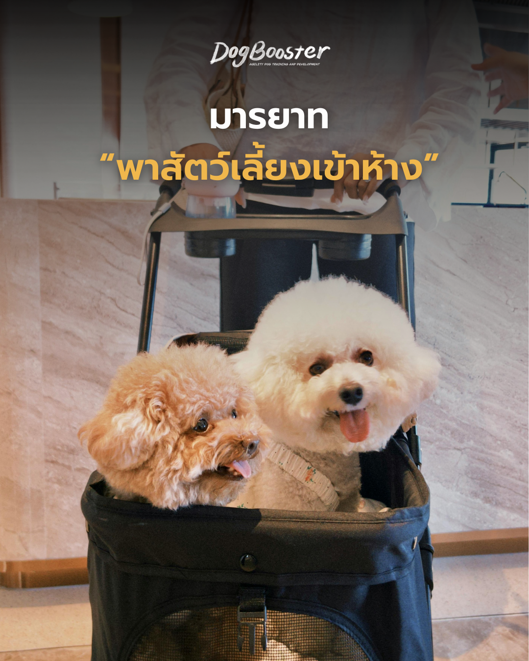 มารยาทพาสุนัขเข้าห้าง