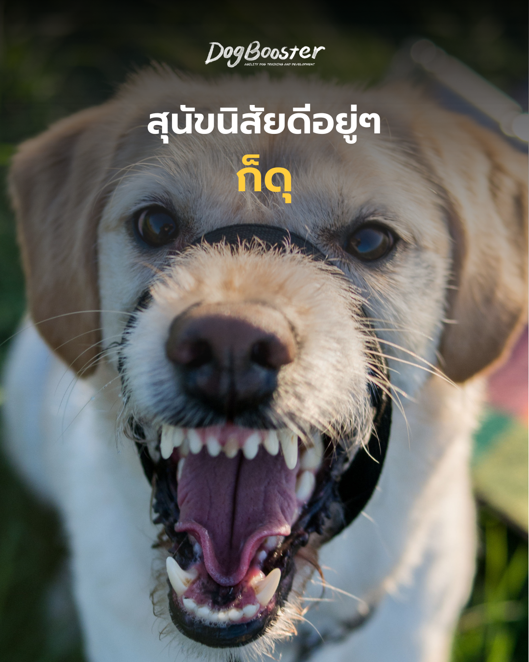 สุนัขดุเพราะเจ็บ แสดงอาการเครียดก่อนขู่