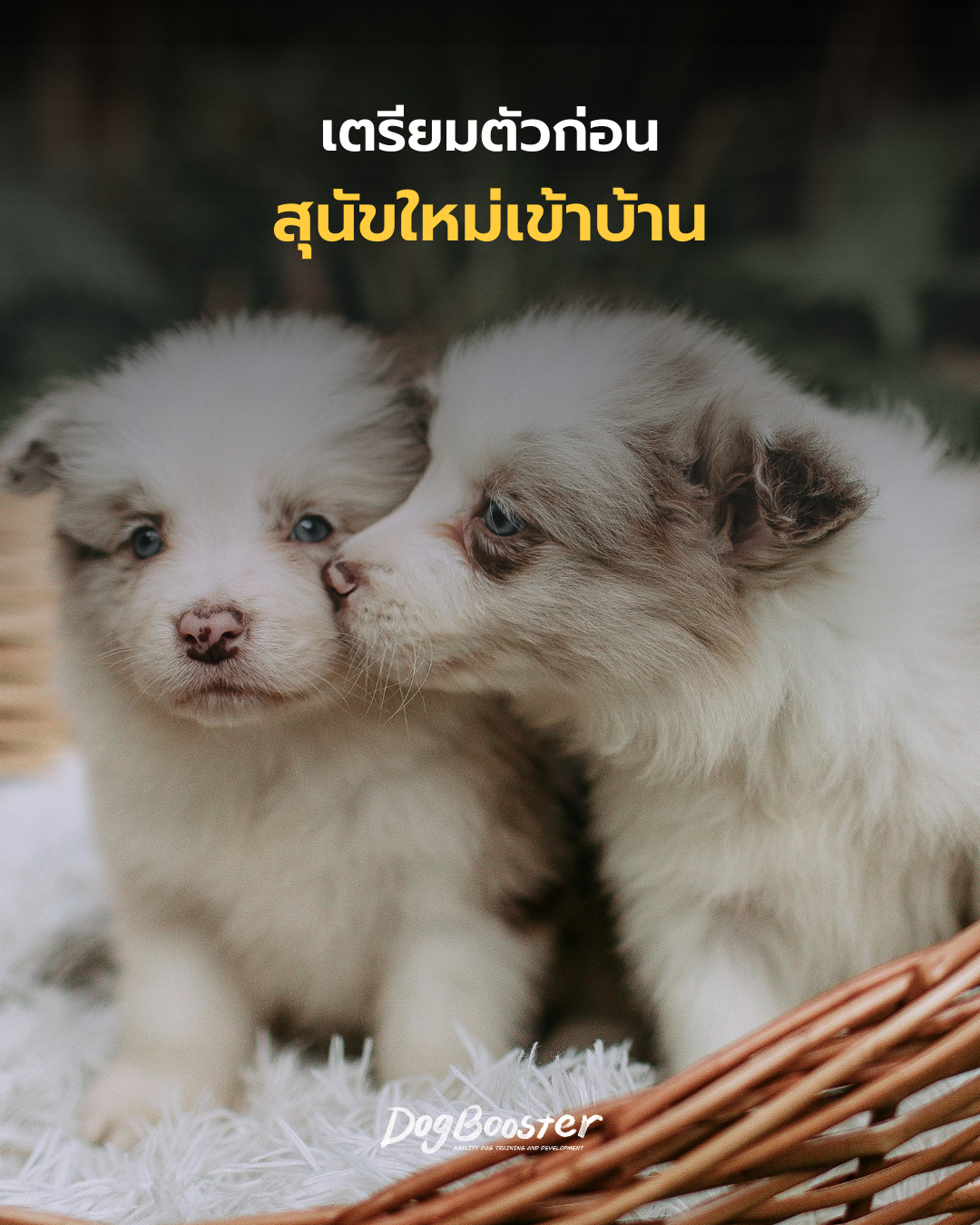 เตรียมตัวก่อนนำสุนัขเข้าบ้าน
