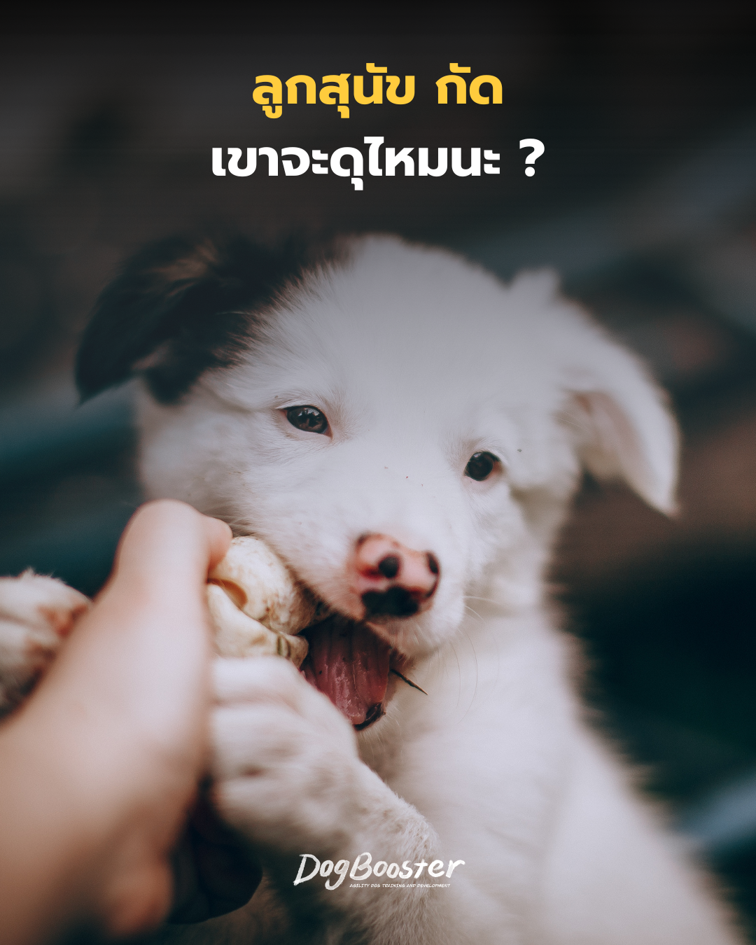 ลูกสุนัขกัดมือ