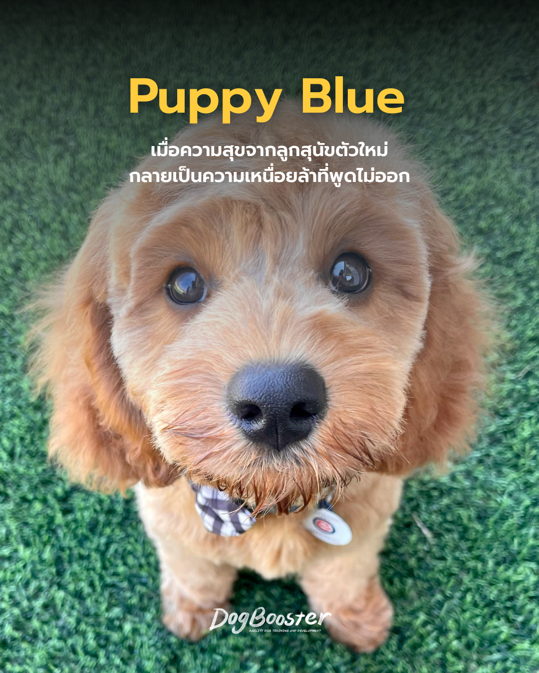 Puppy Blue