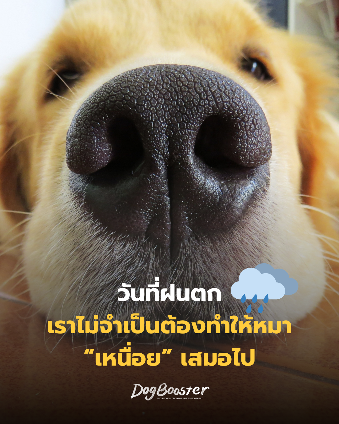 สุนัขพักผ่อนอย่างสงบอยู่ในบ้านช่วงวันฝนตก