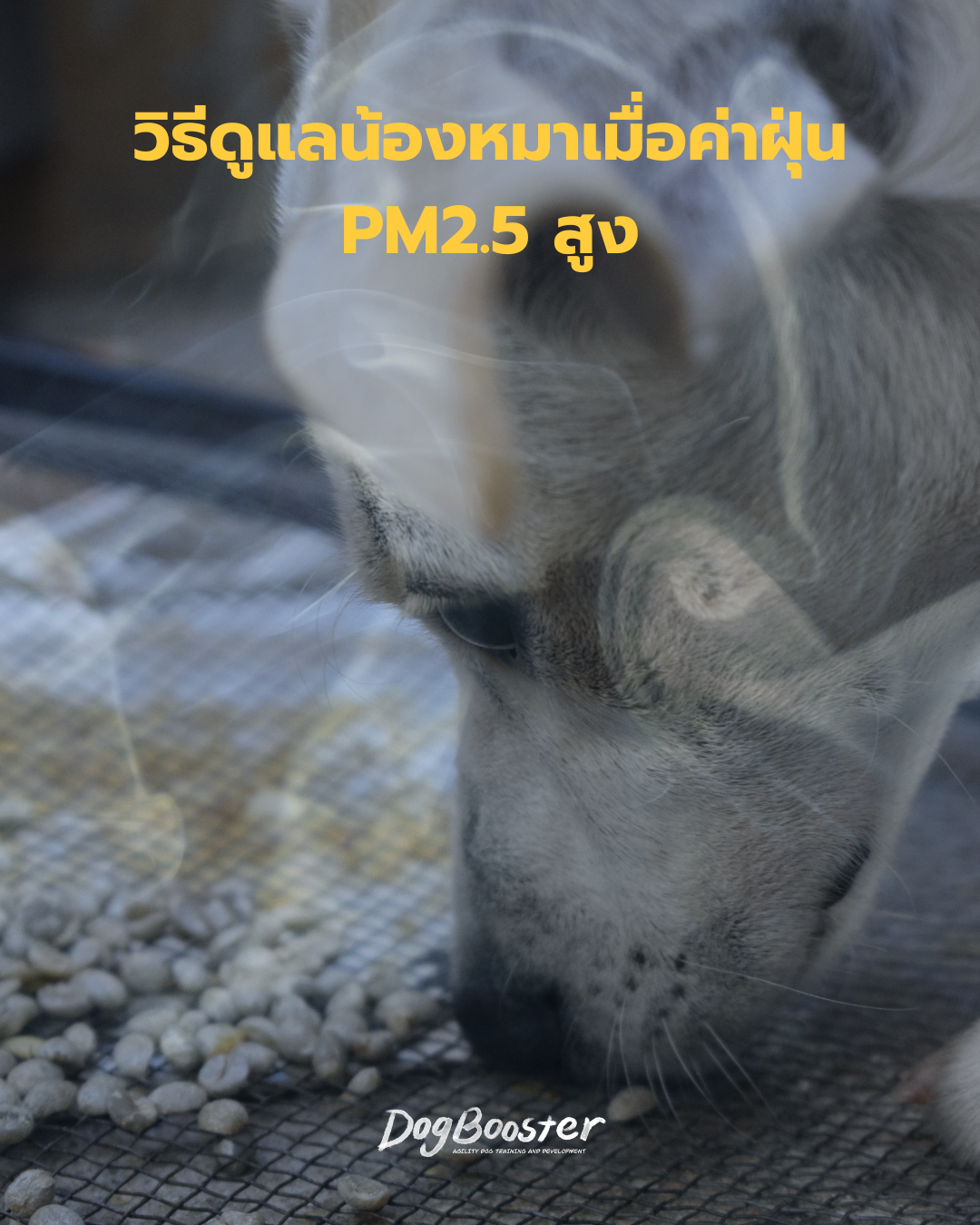 สุนัขอยู่ในบ้านช่วงค่าฝุ่น PM2.5 สูงจากควันไฟป่า